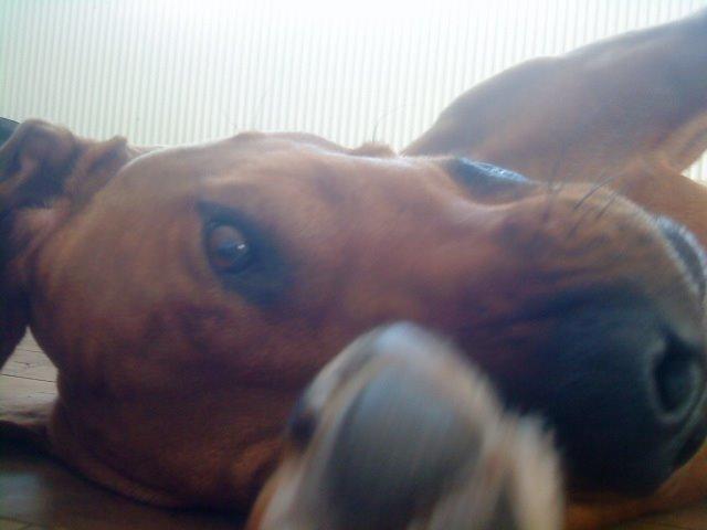 Rhodesian ridgeback Stella - Der findes bare intet så nuttet som hende her billede 15