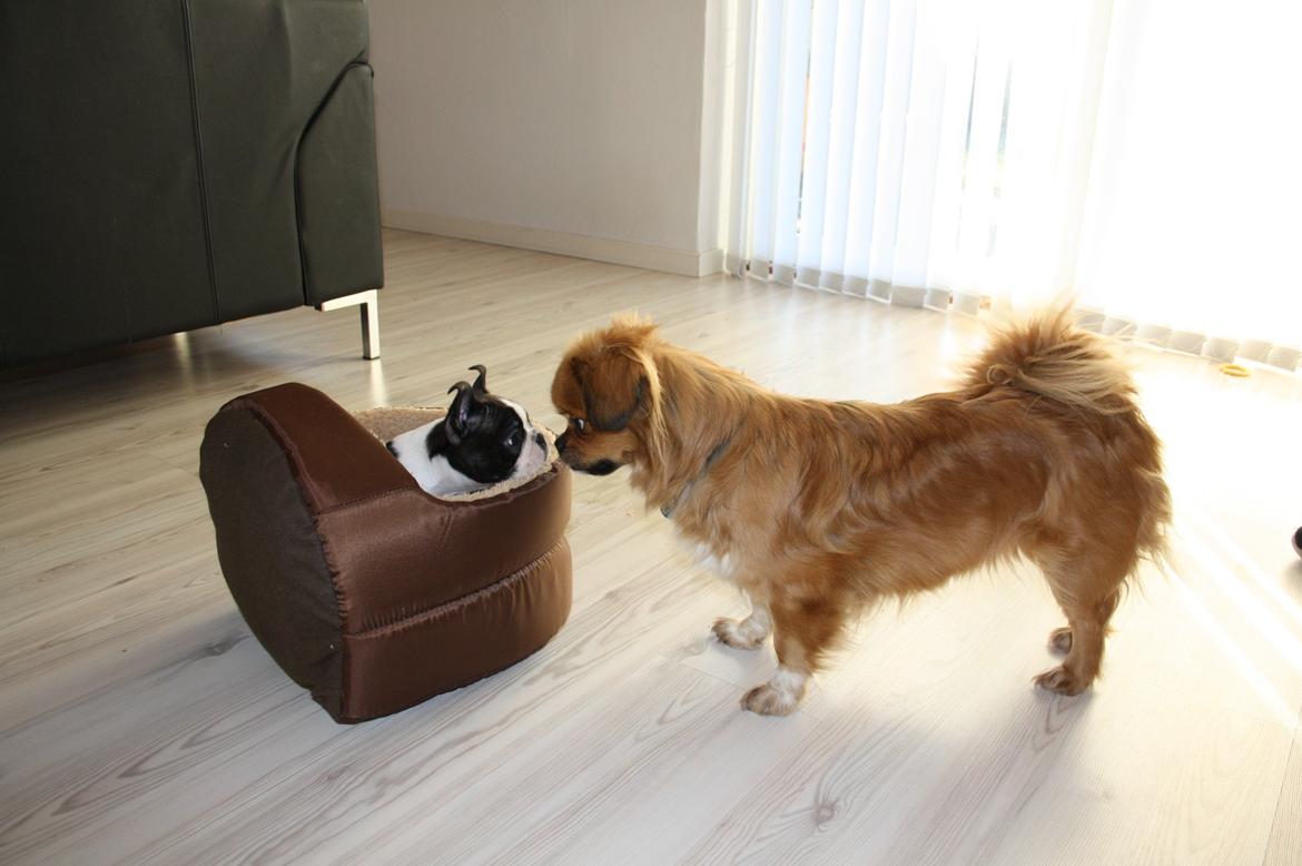 Boston terrier Beautiful Aya vom Greifenring billede 21