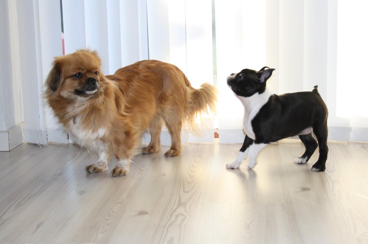 Boston terrier Beautiful Aya vom Greifenring billede 22