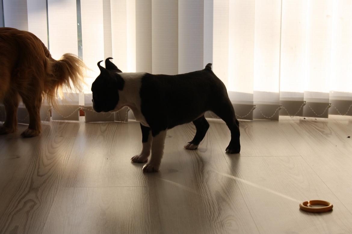 Boston terrier Beautiful Aya vom Greifenring billede 23