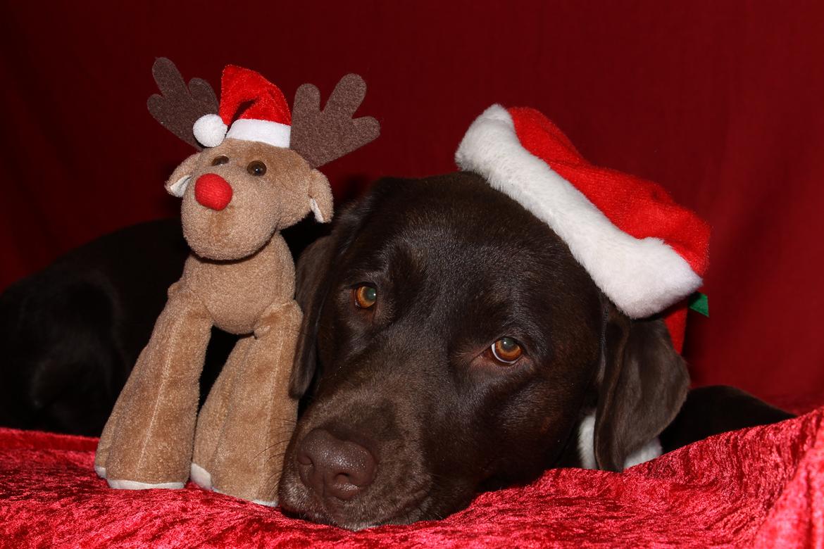 Labrador retriever Nougat billede 20