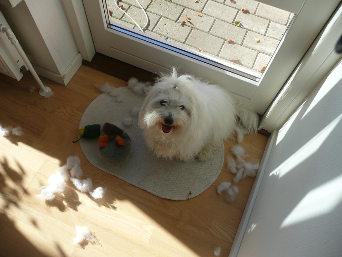 Coton de tulear Charlie - Charlie har ødelagt sin and -.-' :) billede 14