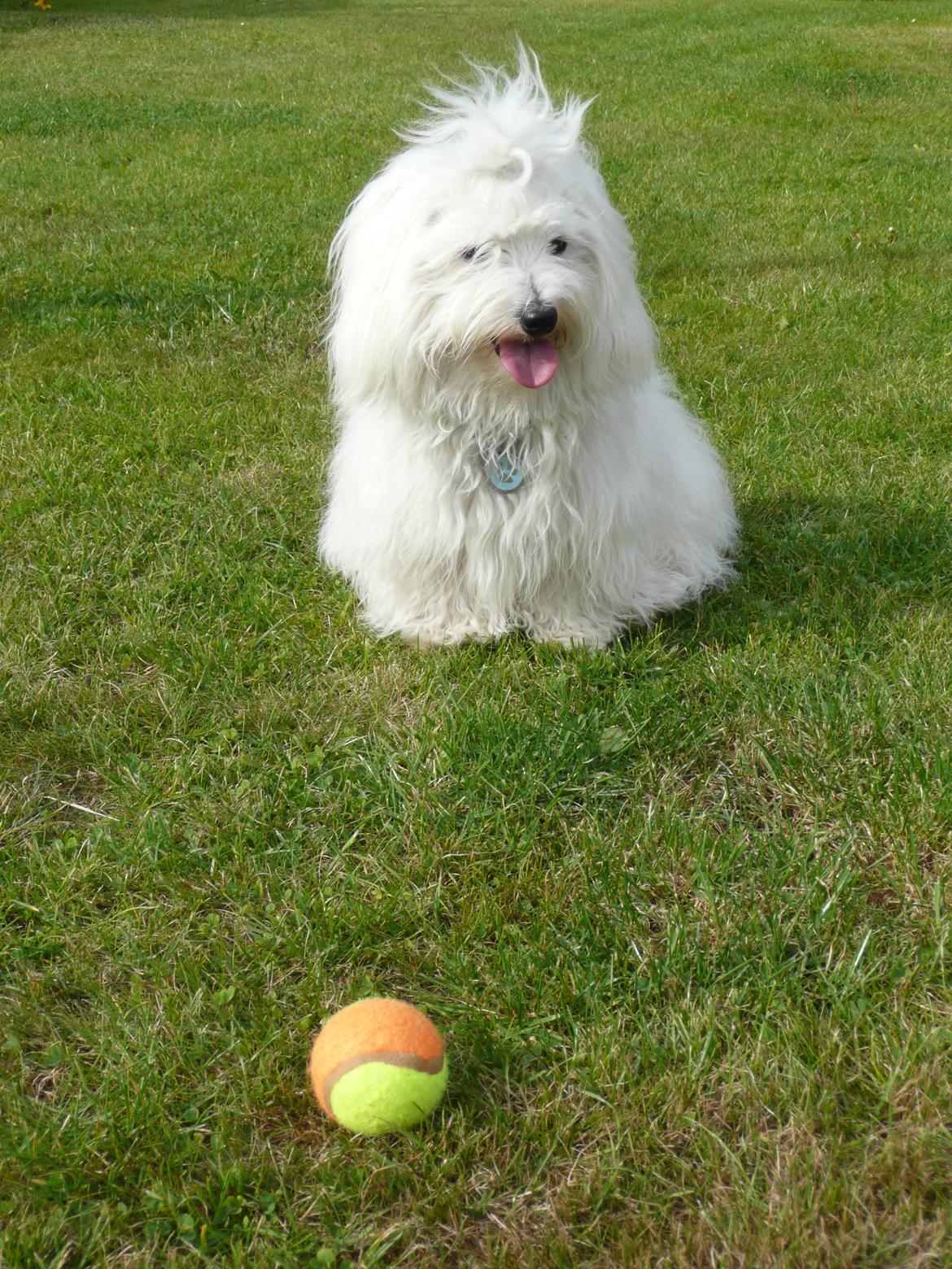 Coton de tulear Charlie - Charlie med hans bold :) billede 23