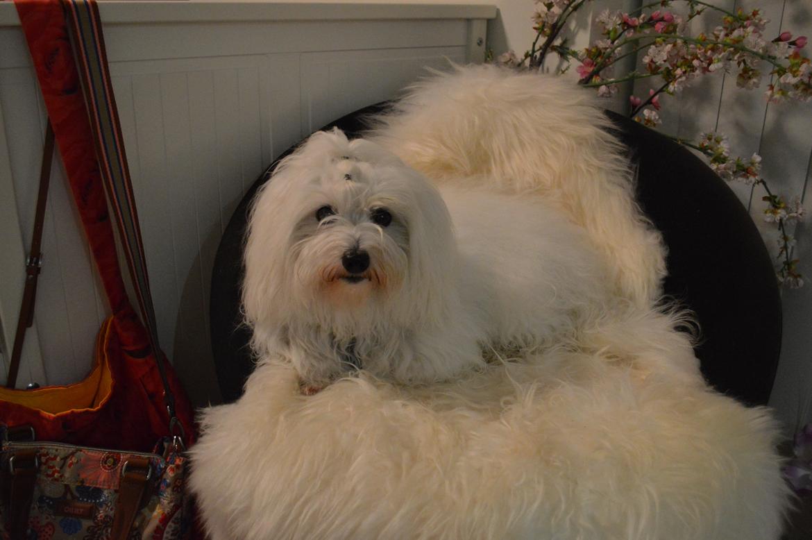 Coton de tulear Charlie - Charlie hygger sig i min stol :) billede 27