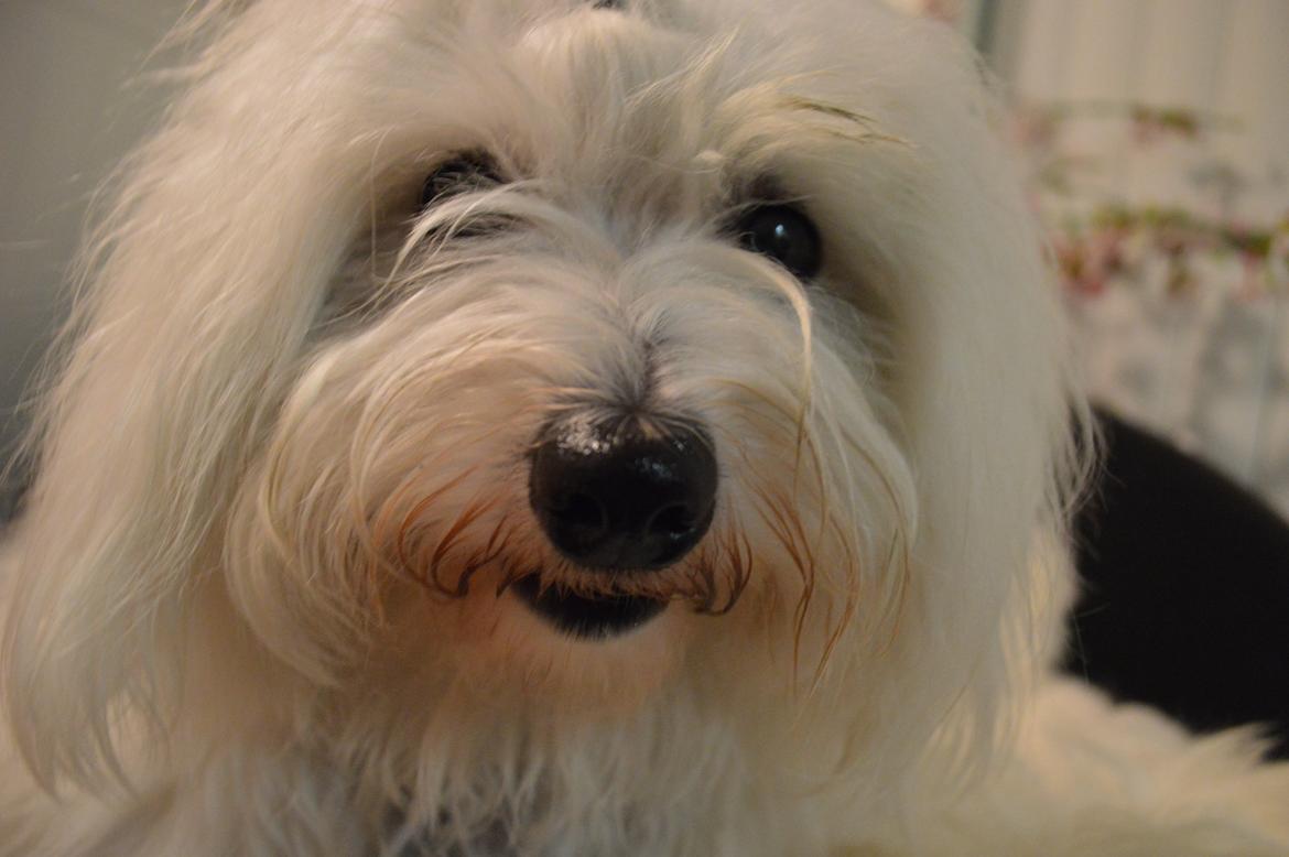 Coton de tulear Charlie - Søde pus<3 billede 8