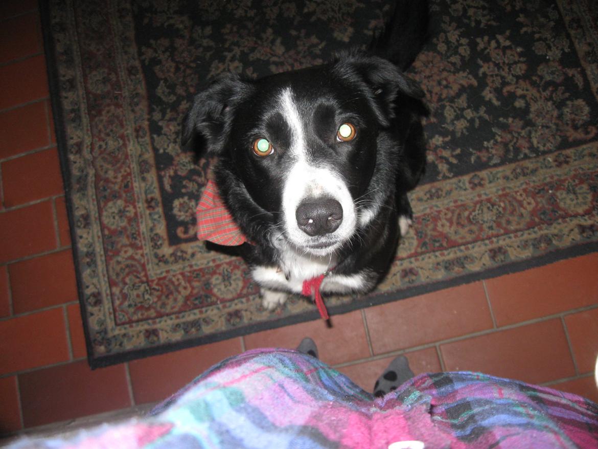 Border collie Tezz billede 1