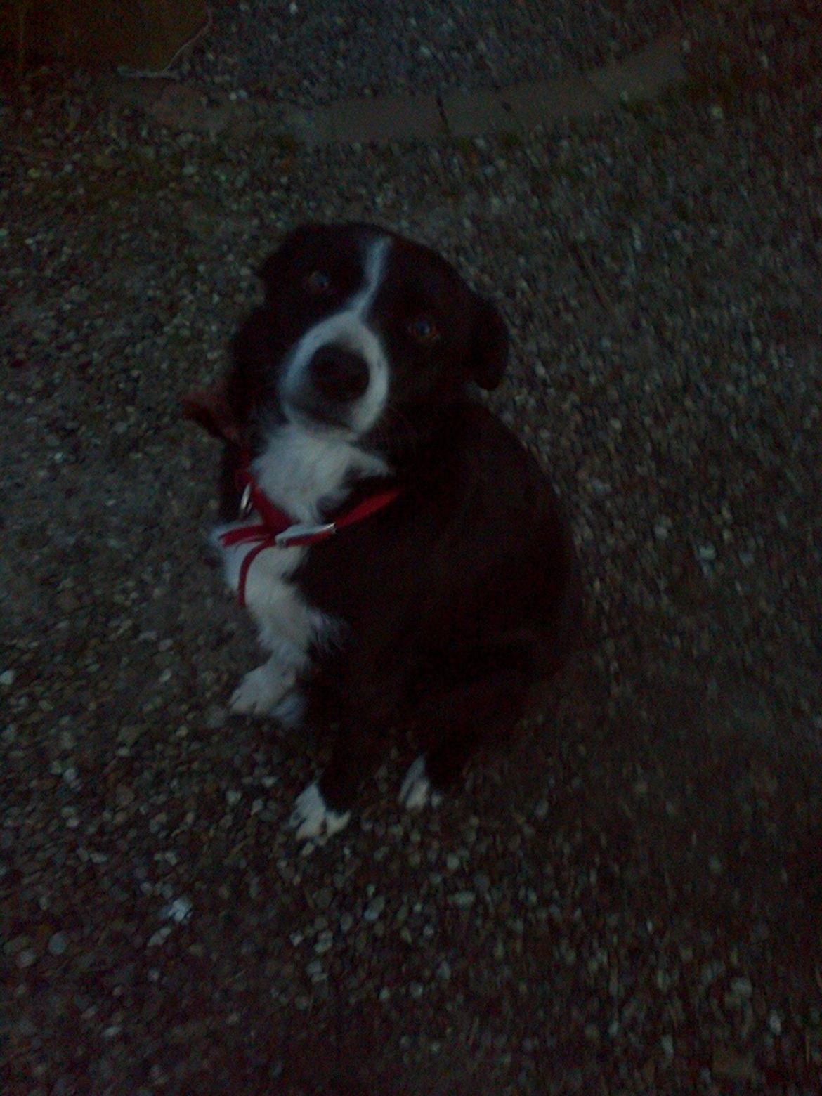 Border collie Tezz billede 4