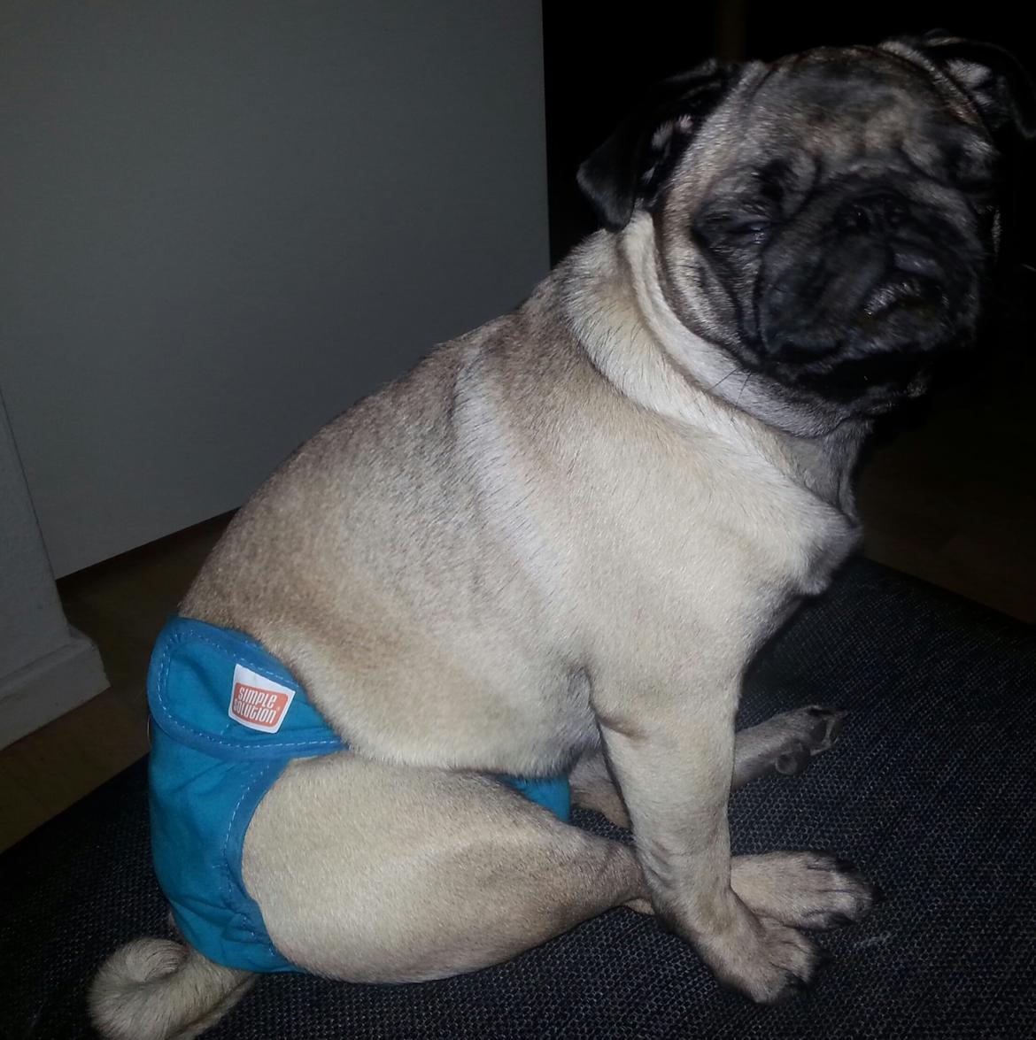 Mops Rosa Himmelhund billede 31