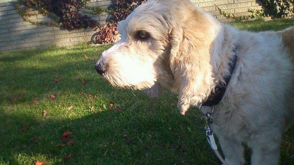 Blanding af racer bo (passer) billede 1