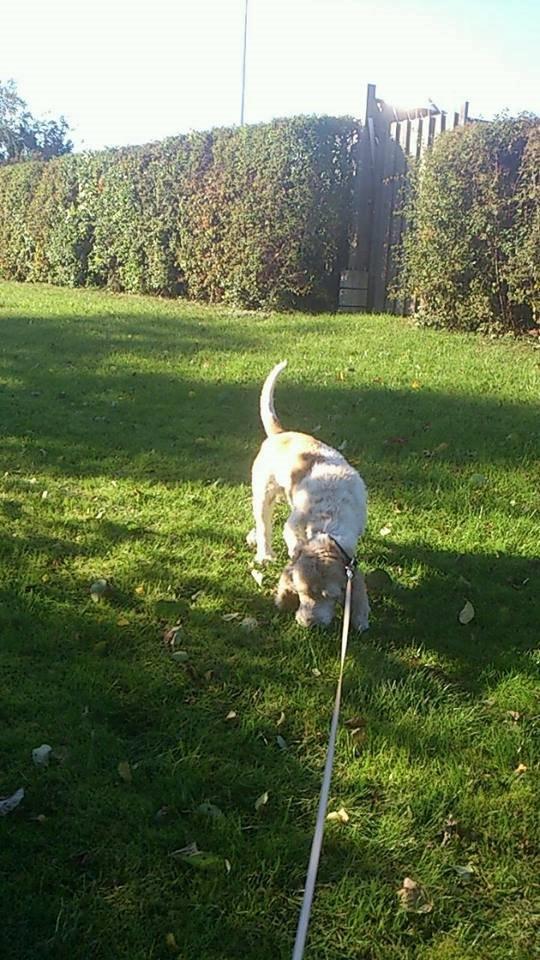 Blanding af racer bo (passer) billede 2