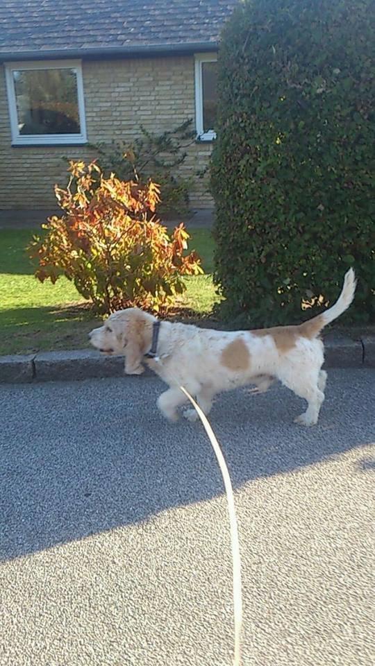 Blanding af racer bo (passer) billede 3