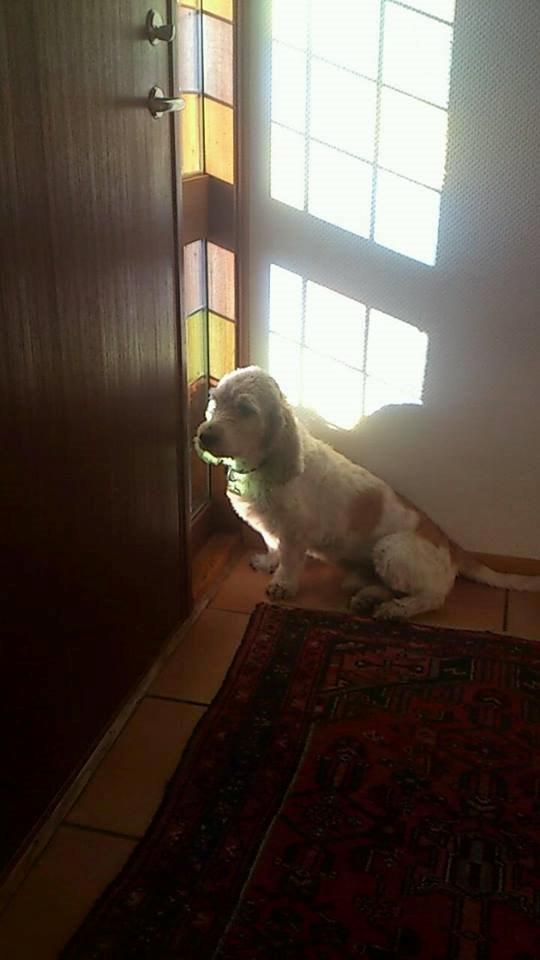 Blanding af racer bo (passer) billede 4