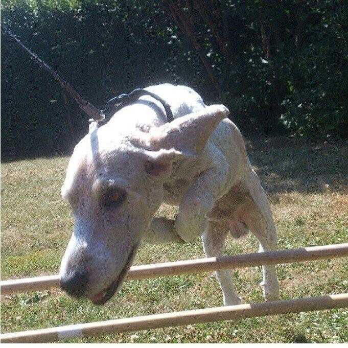 Blanding af racer bo (passer) billede 5