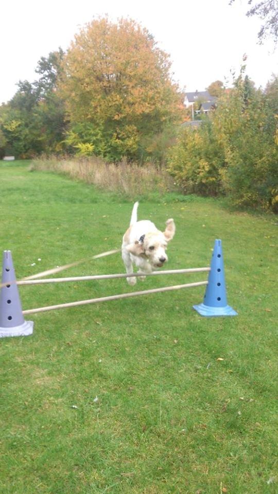 Blanding af racer bo (passer) billede 6