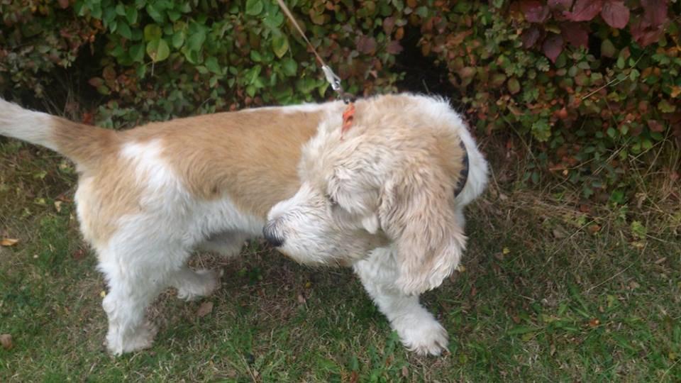 Blanding af racer bo (passer) billede 7