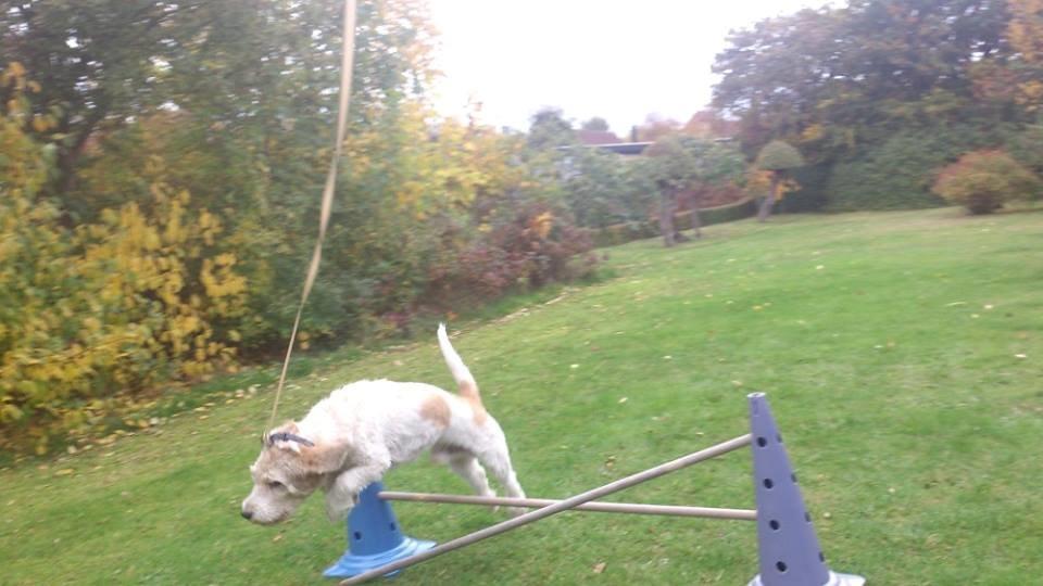 Blanding af racer bo (passer) billede 8