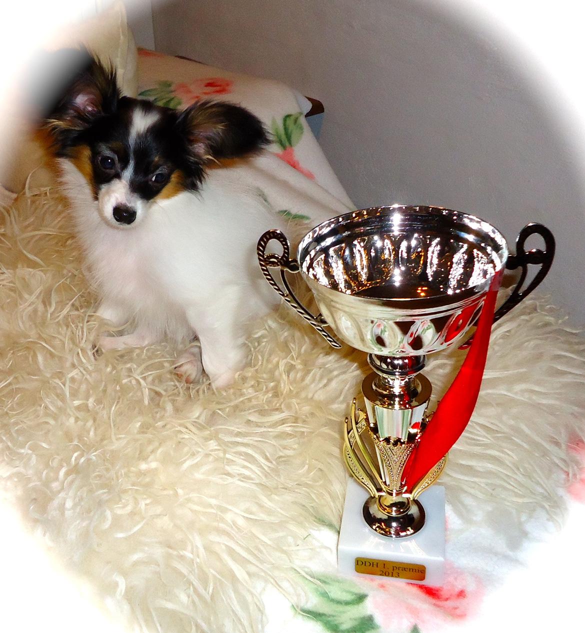 Papillon Flowerbirds Zia Be My Beauty - Zia´s første udstilling :-) 1 plads og baby cert. billede 23