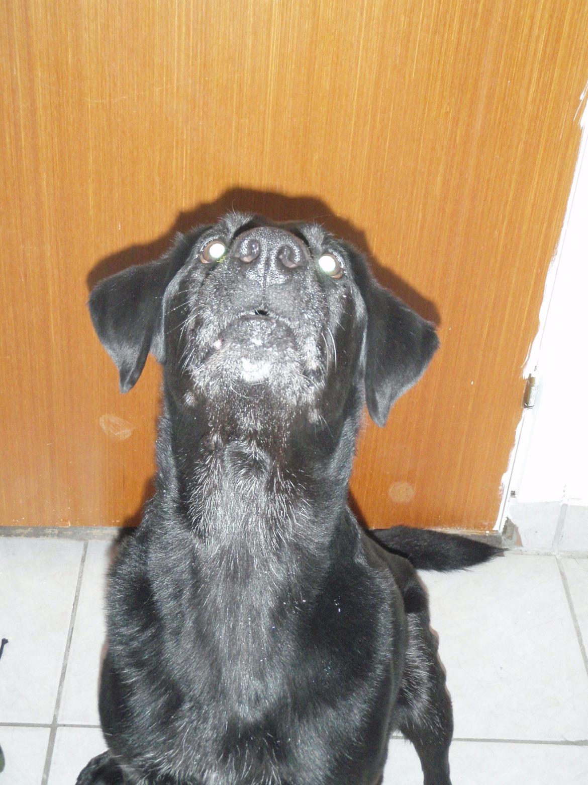 Labrador retriever Oliver. R.I.P - Hvis jeg ikke må få den så hyler jeg billede 3