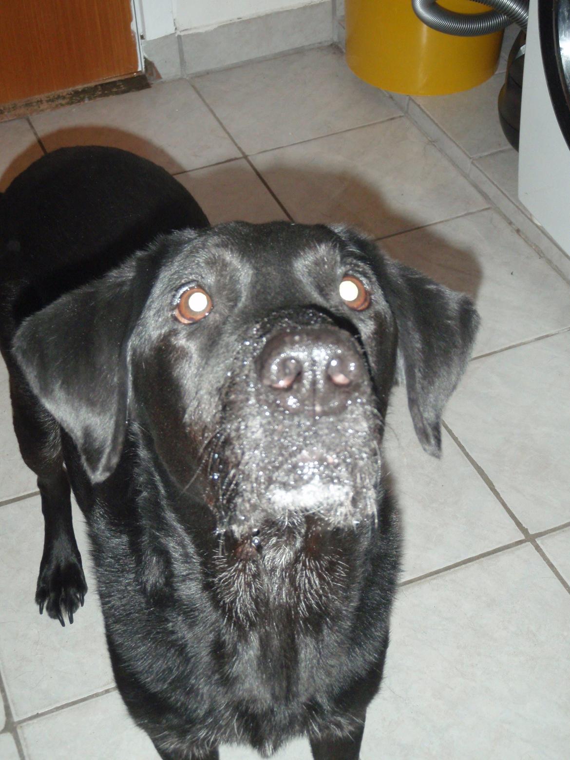 Labrador retriever Oliver. R.I.P billede 5