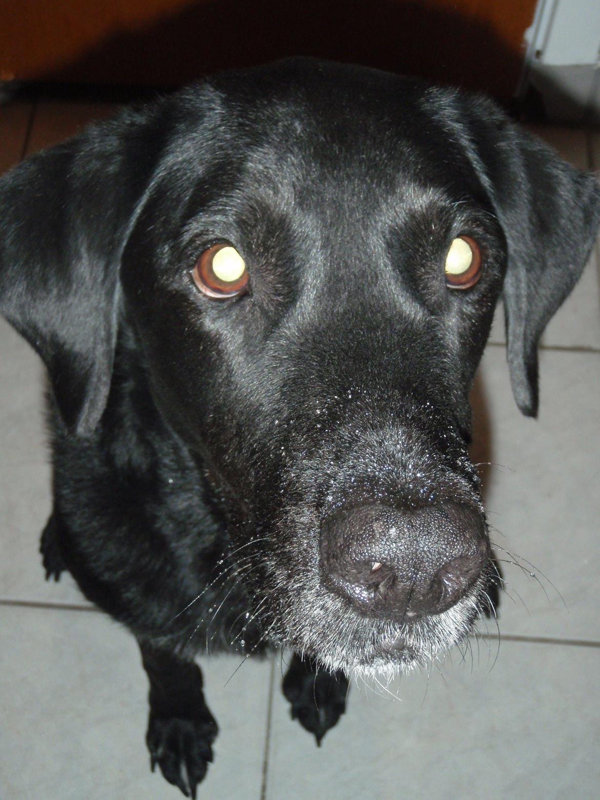 Labrador retriever Oliver. R.I.P billede 4