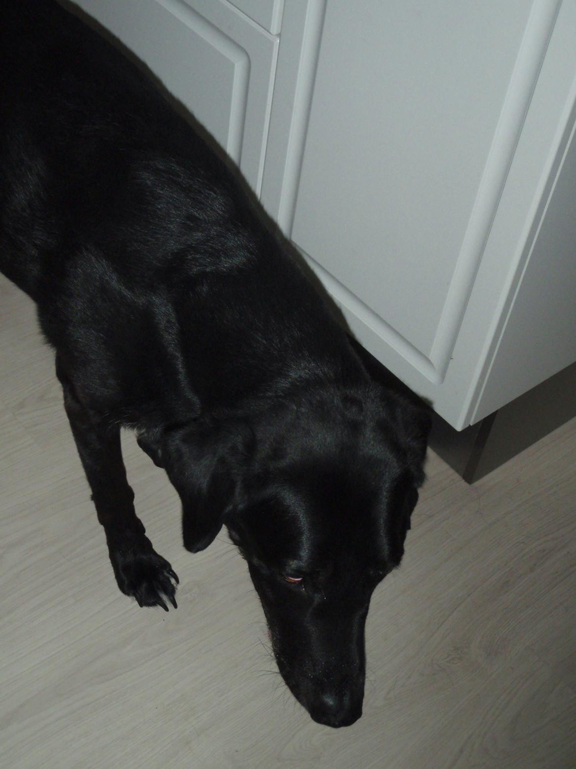 Labrador retriever Oliver. R.I.P billede 2