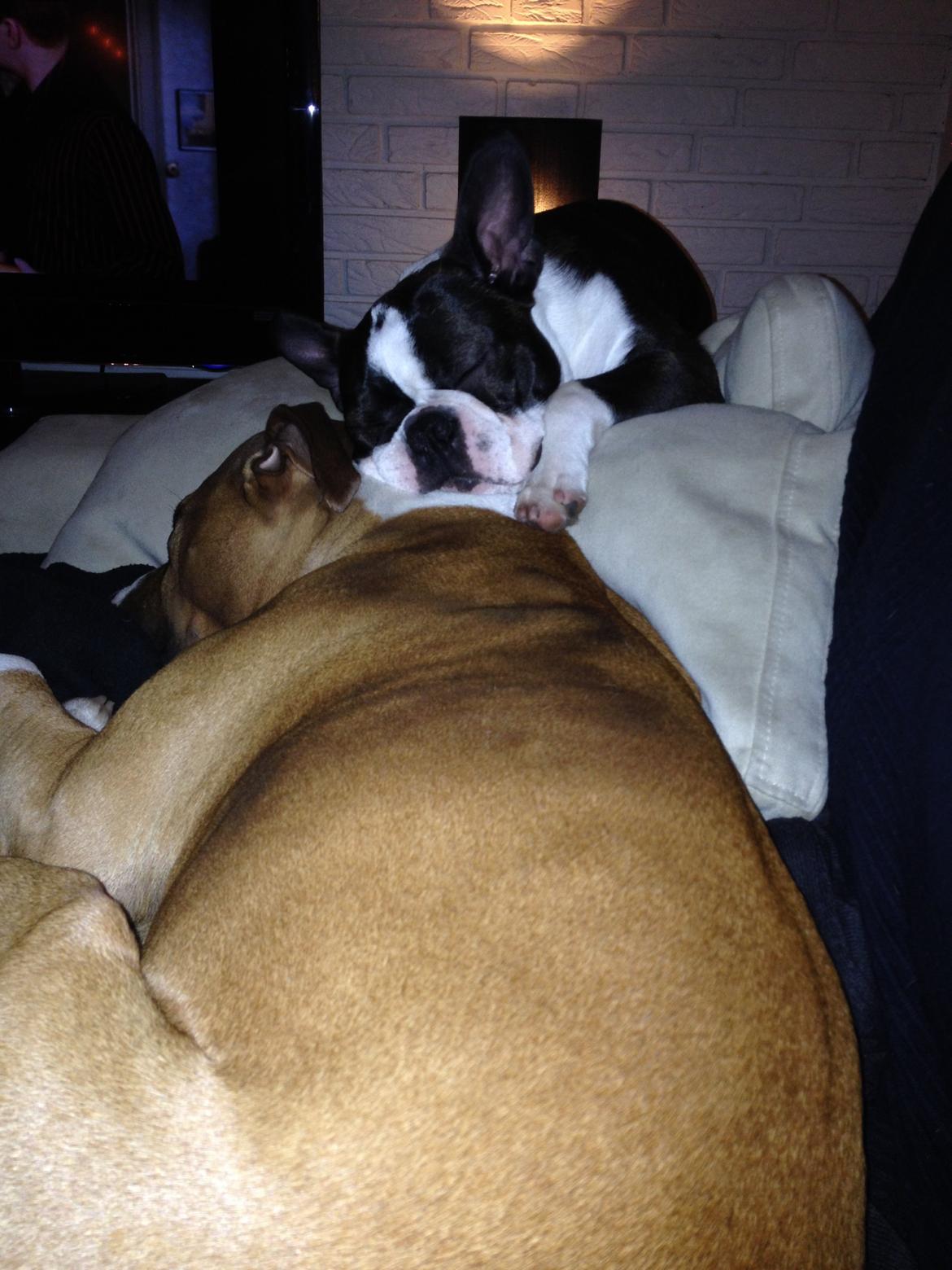 Boston terrier Multi-CH Westlund As Good As It Gets aka Pepsi billede 30