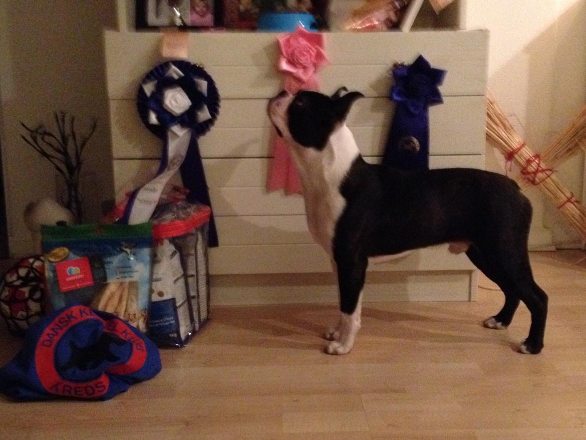 Boston terrier Multi-CH Westlund As Good As It Gets aka Pepsi billede 31