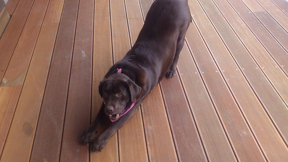 Labrador retriever Nanna  * - 6 år billede 3