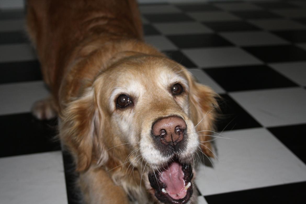 Golden retriever Cuba - Velkommen til Cuba :-) billede 1