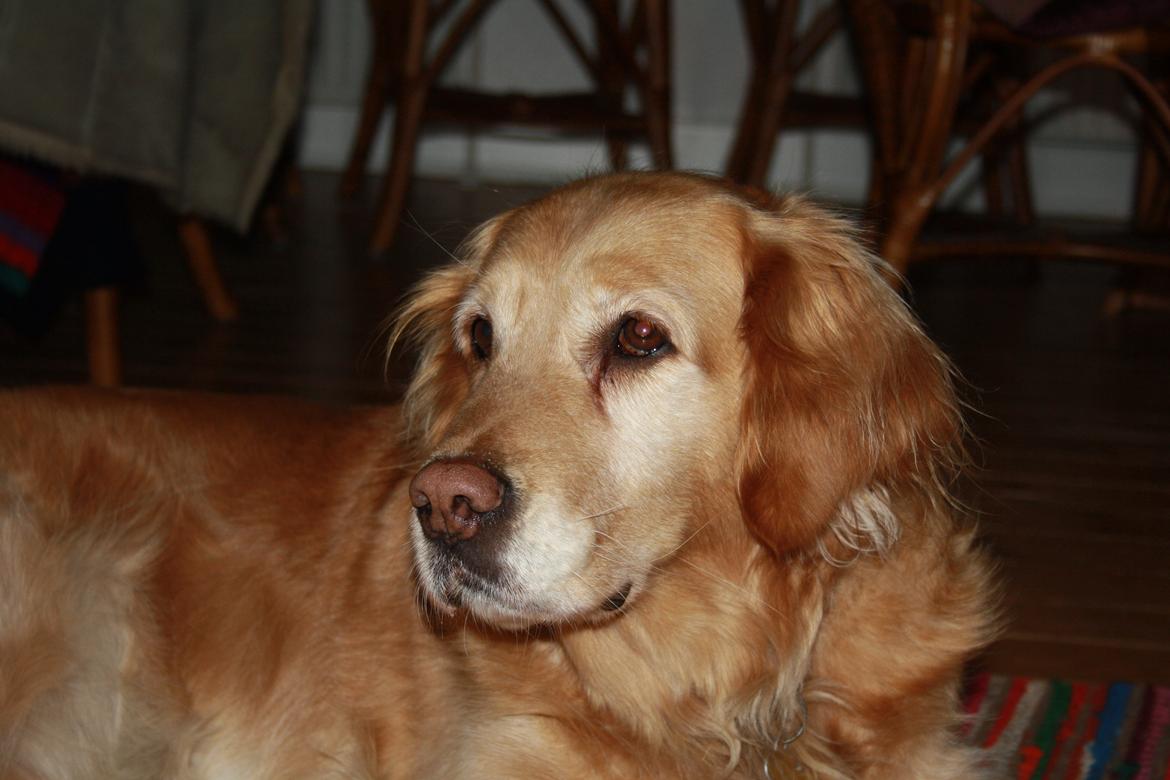 Golden retriever Cuba billede 2