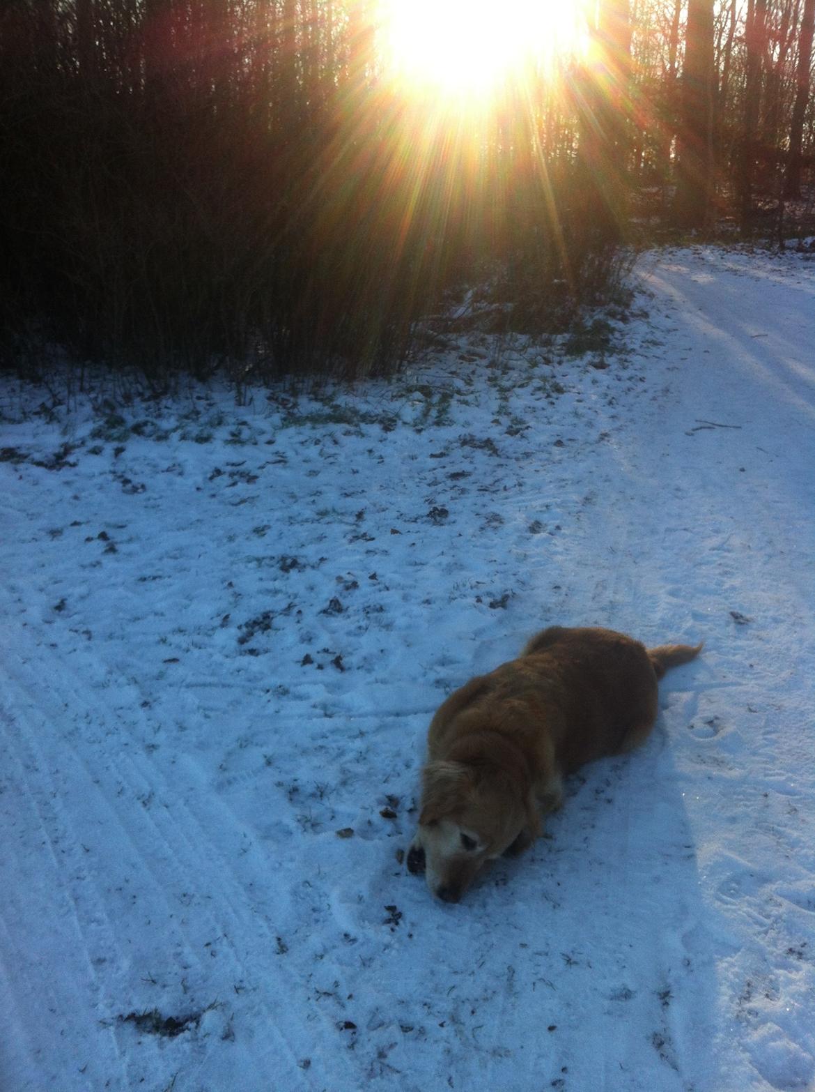 Golden retriever Cuba - Dejlig snetur :-) billede 3