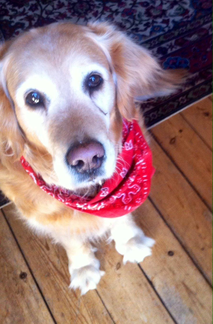 Golden retriever Cuba billede 4