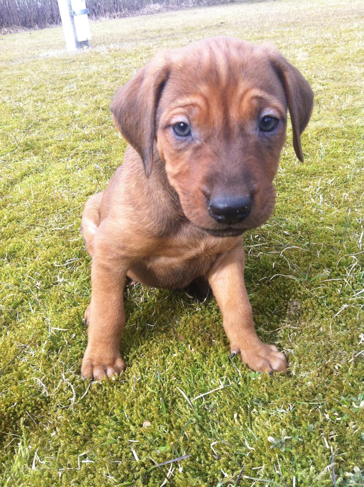 Rhodesian ridgeback Simba - Simba som helt lille bebs billede 2