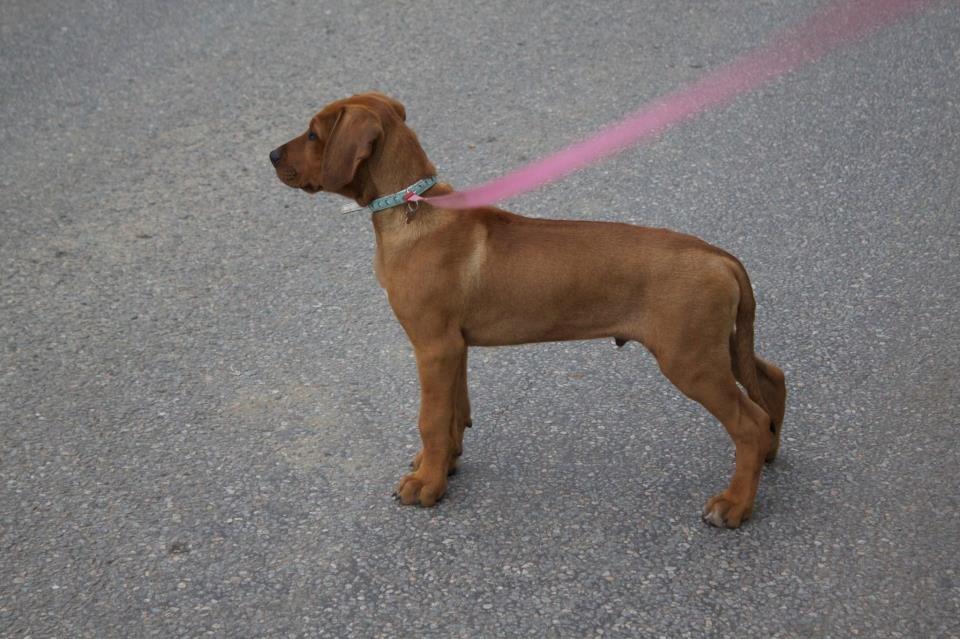 Rhodesian ridgeback Simba - Smukke Simse 9uger billede 3