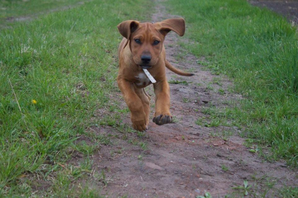 Rhodesian ridgeback Simba - Simba i fuldfart. 9 uger billede 1