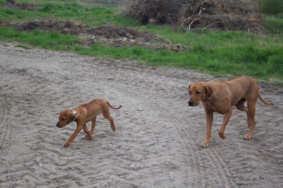 Rhodesian ridgeback Simba - Simba og Stella på gå tur. billede 5