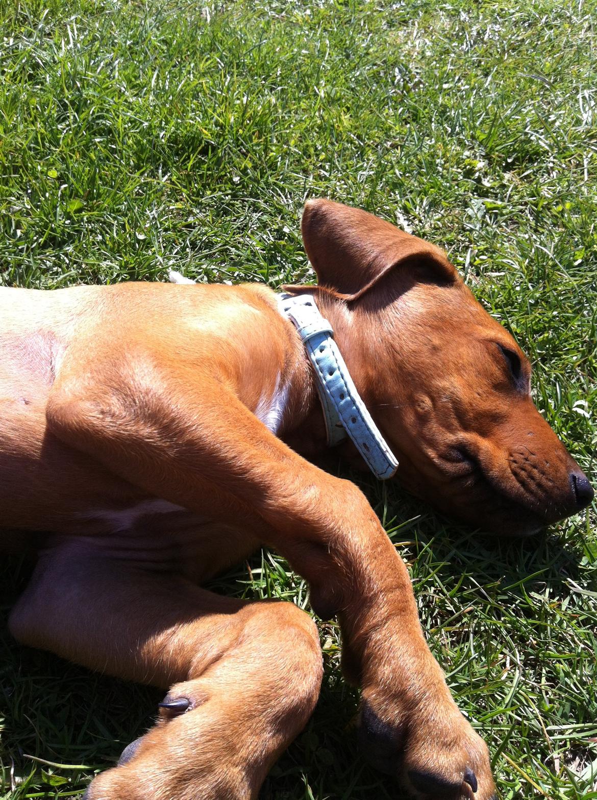 Rhodesian ridgeback Simba - Simba i solen. billede 6