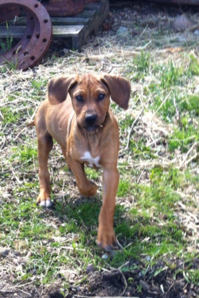 Rhodesian ridgeback Simba - Lille Simba står bare og ser sød ud. billede 7