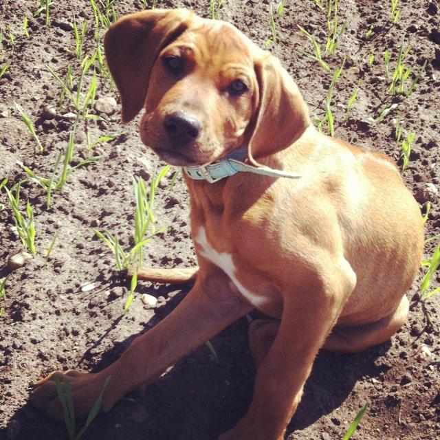 Rhodesian ridgeback Simba - Søde baby billede 8