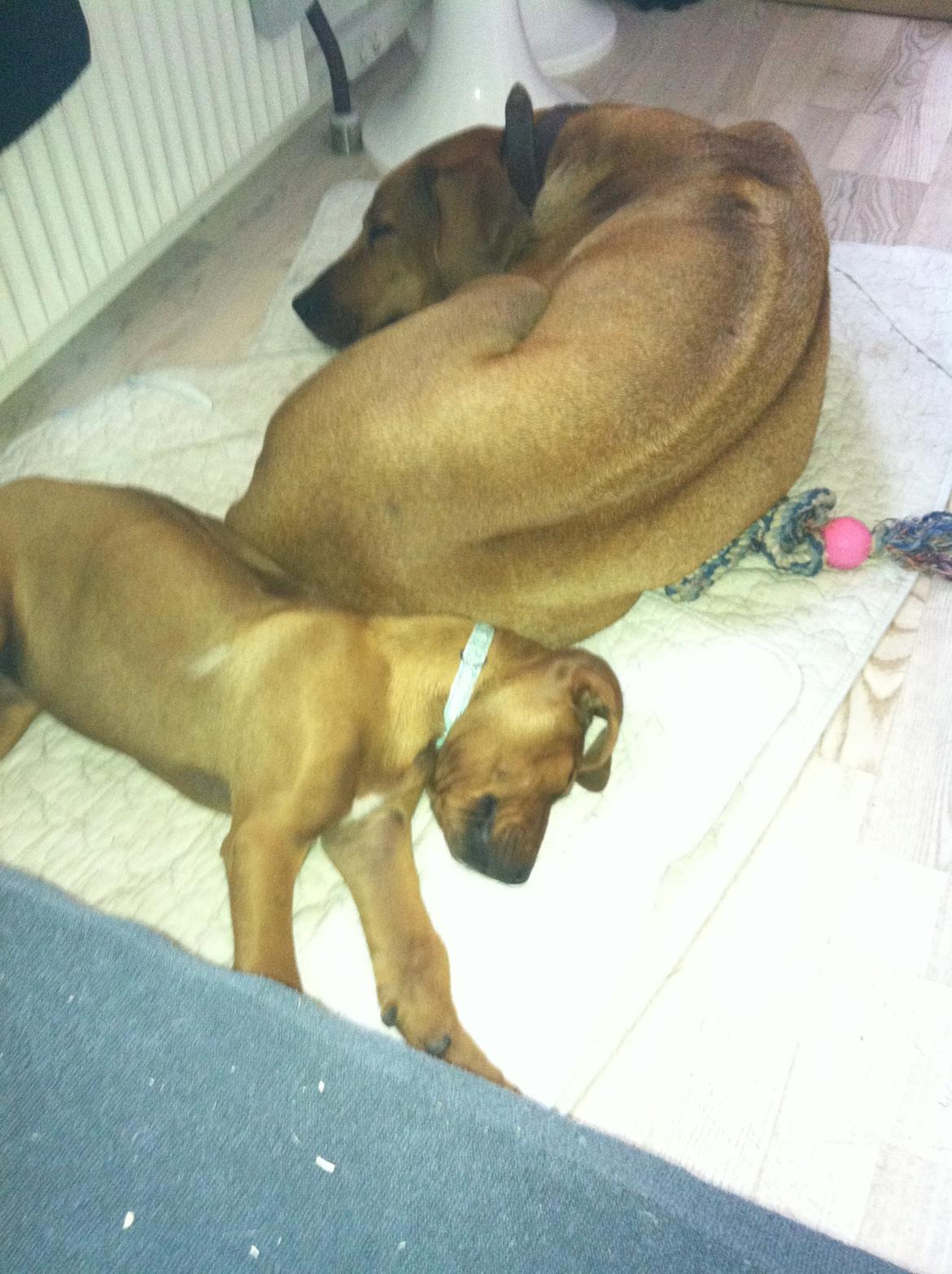 Rhodesian ridgeback Simba - Simba putter med mor. billede 9