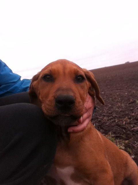 Rhodesian ridgeback Simba - Lillemand ville ikke sidde og få taget billede. billede 10