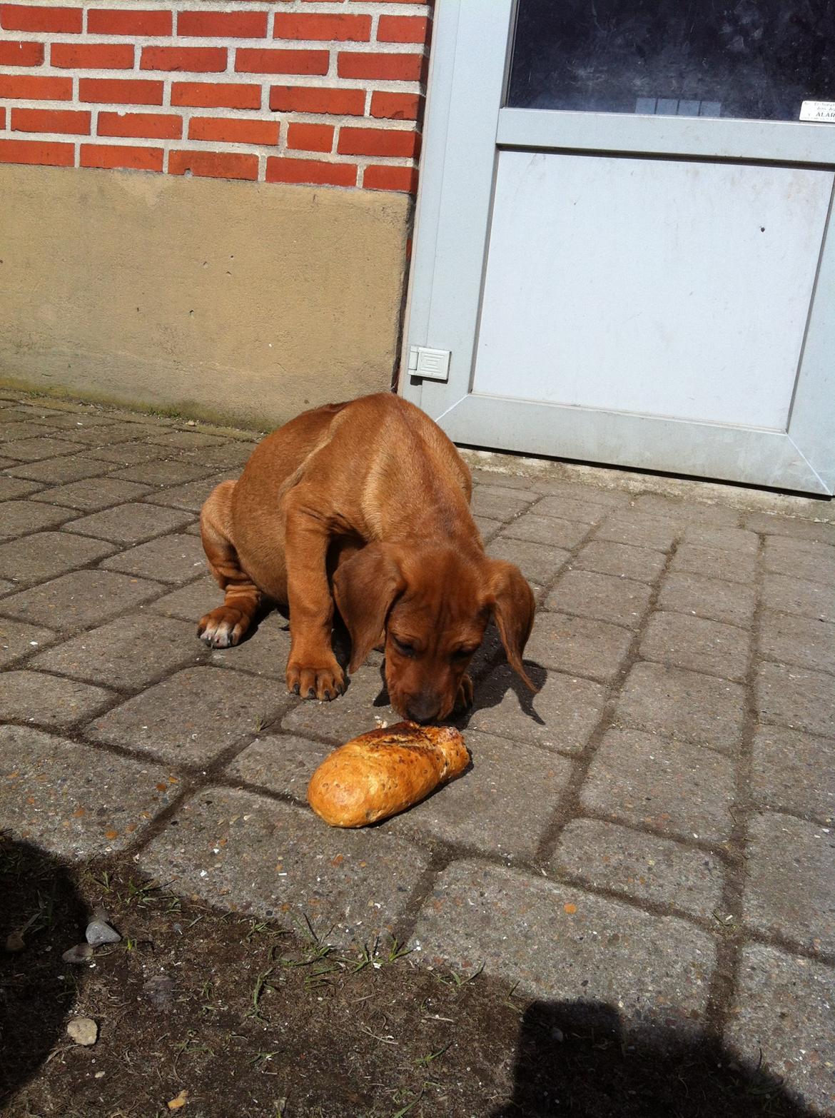 Rhodesian ridgeback Simba - Her har han fanget et stykke brød. billede 11