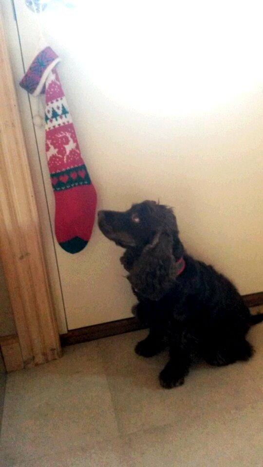 Cocker spaniel Bella Without words - Bella har fået en strømpe til jul, sidder pænt og venter på den godbid der venter i strømpen :)  billede 6