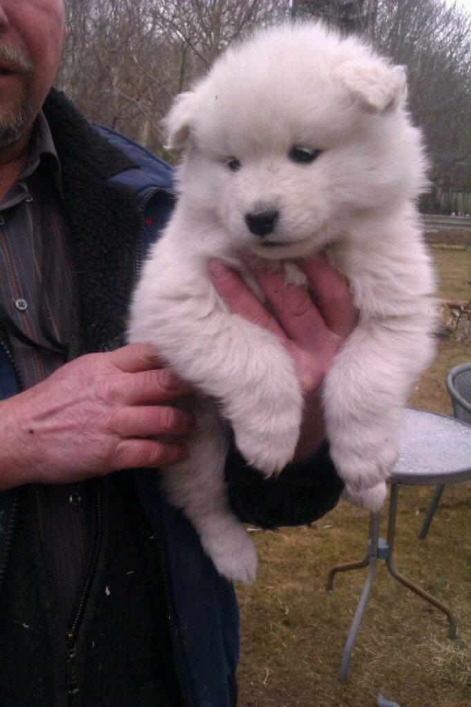 Samojedhund Berta billede 2