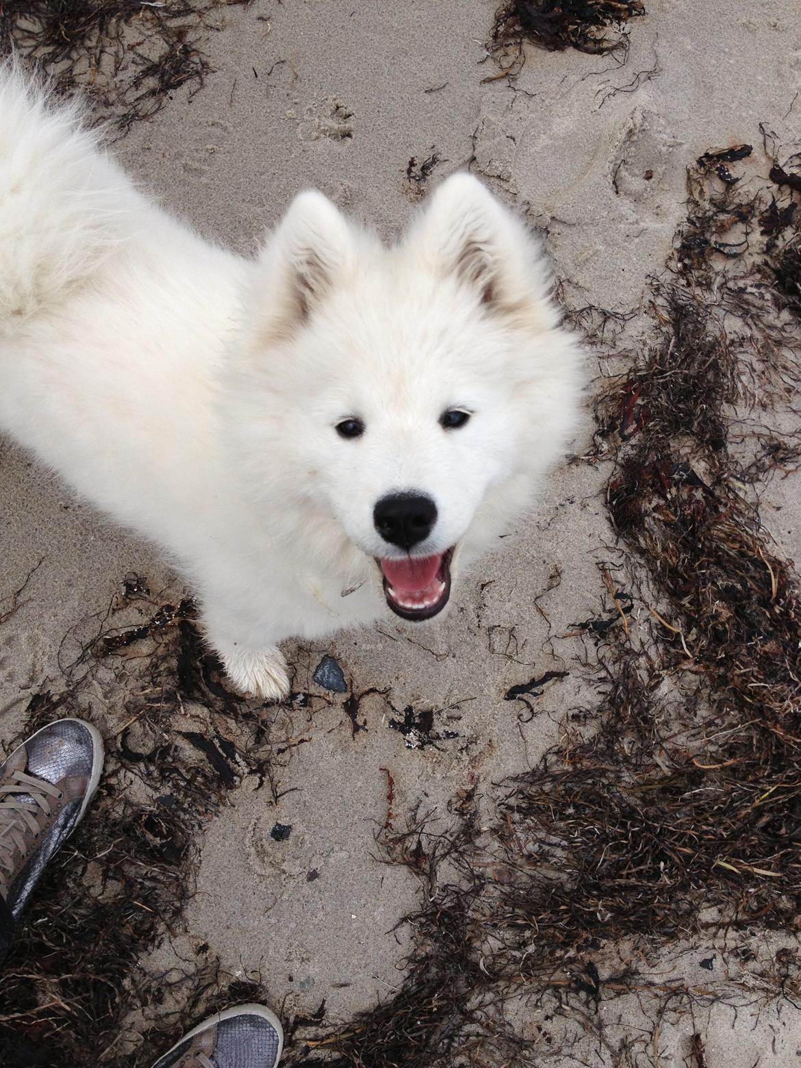 Samojedhund Berta billede 17