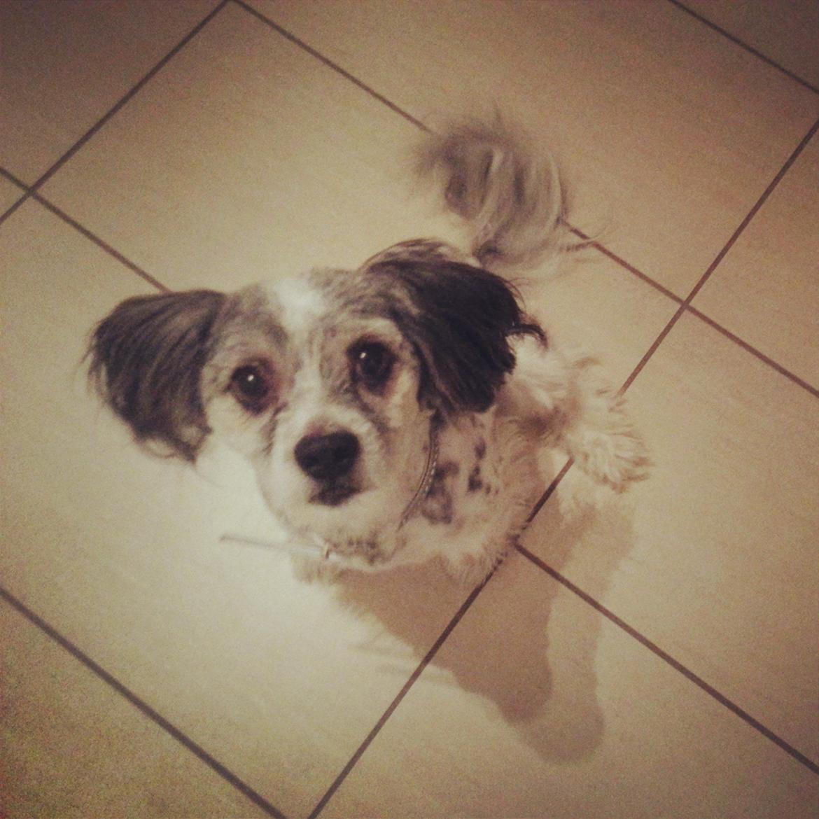 Blanding af racer Harley billede 1