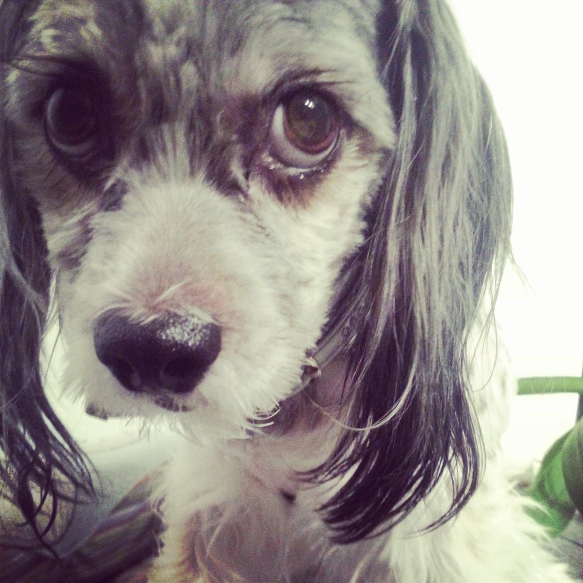 Blanding af racer Harley billede 2