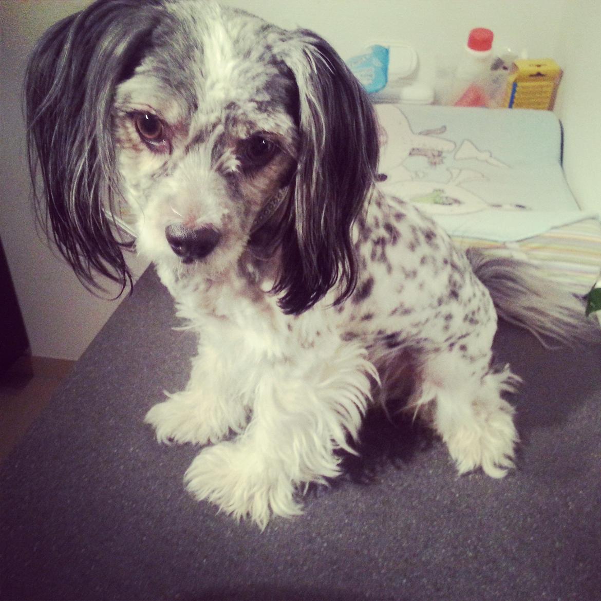 Blanding af racer Harley billede 4