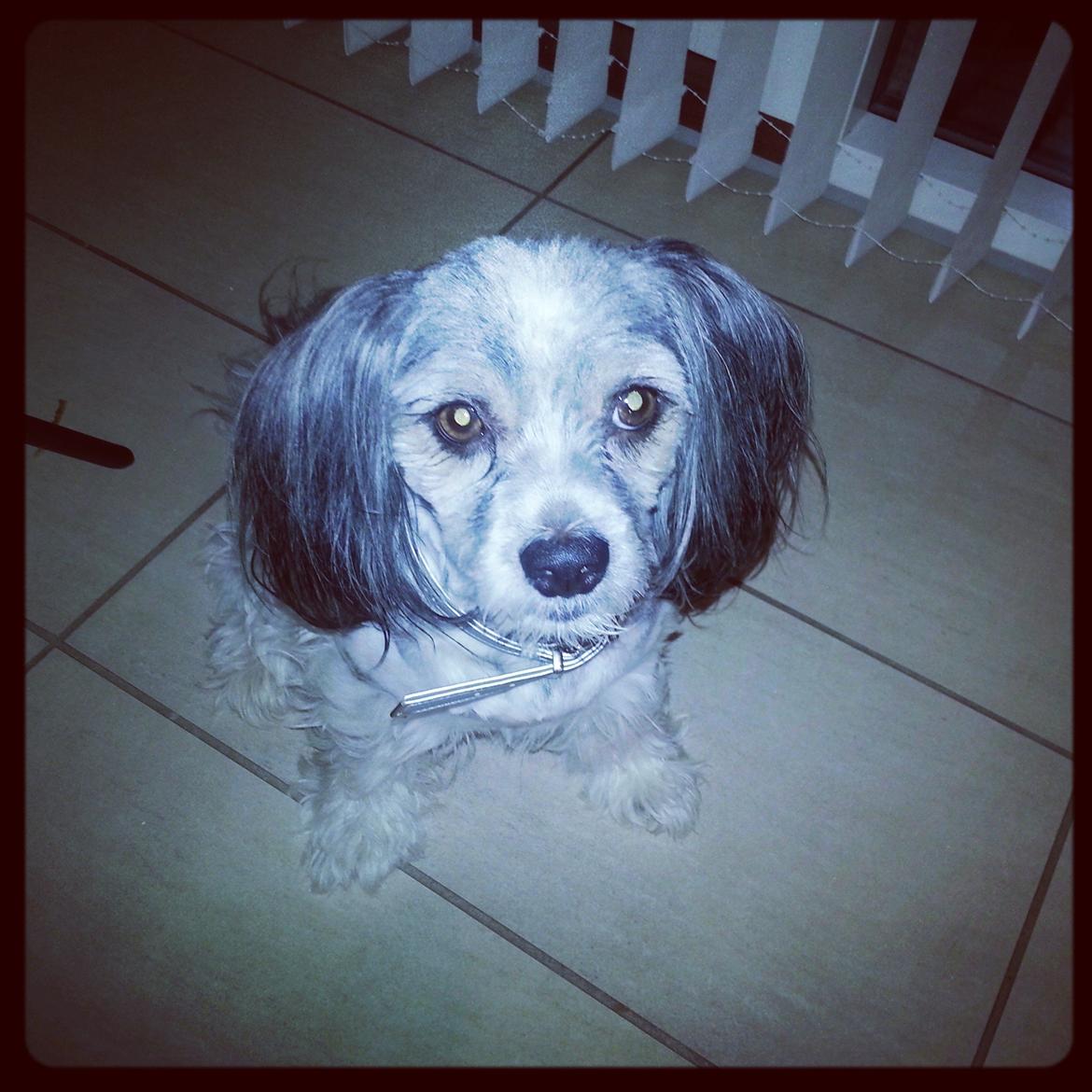 Blanding af racer Harley billede 5