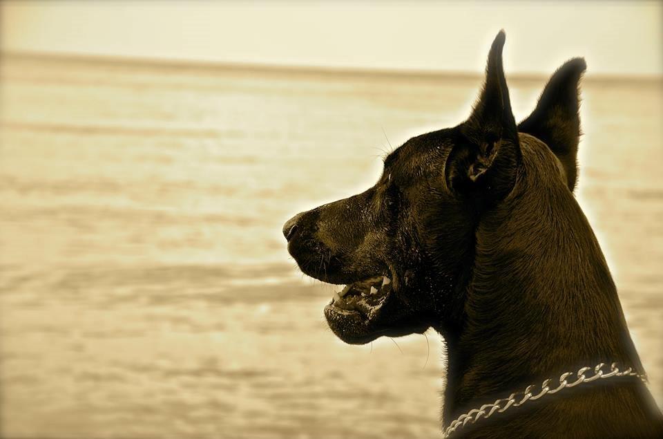 Dobermann Timoteo di Perlanera billede 1